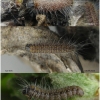 apor crataegi larva3 volg9